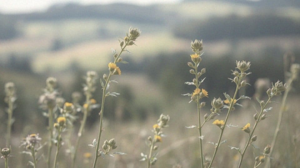 Jakie składniki aktywne zawiera Artemisia annua?